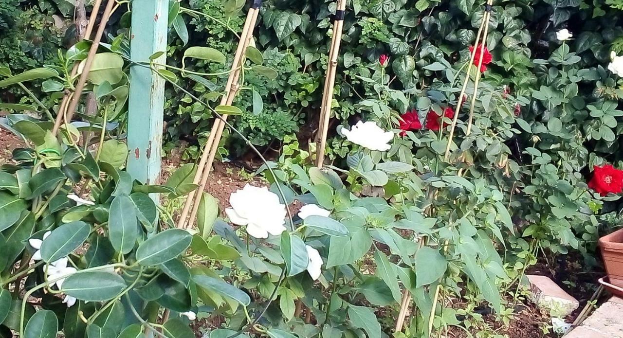 הוילה קאריני Il Giardino Di Hyccara מראה חיצוני תמונה